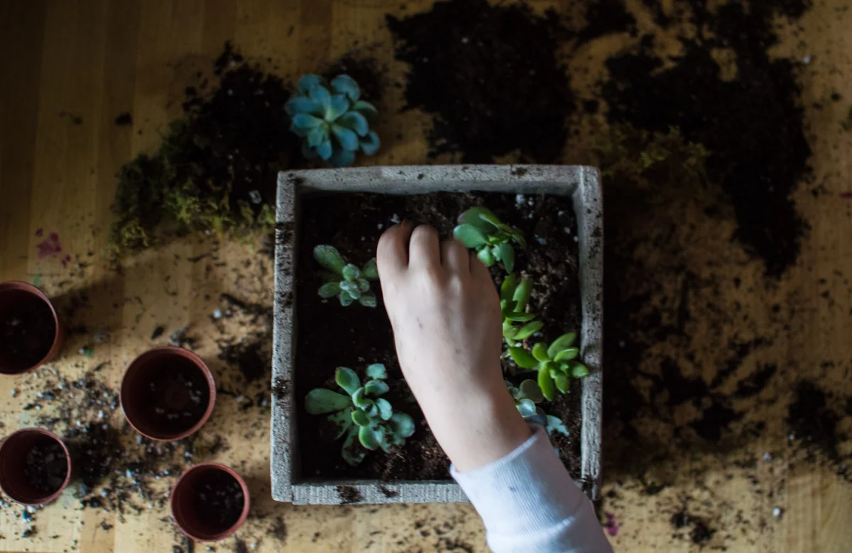 square succulent planter