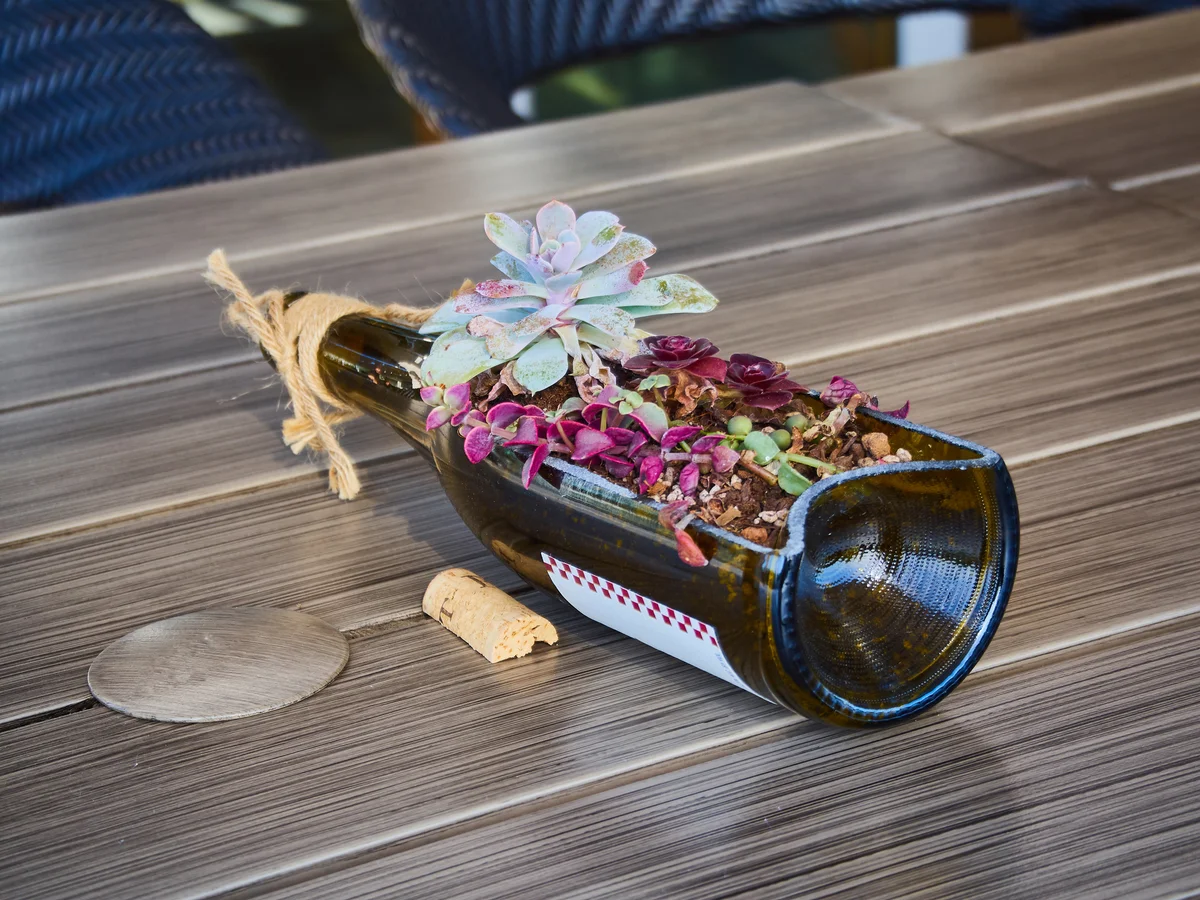 succulent wine bottle