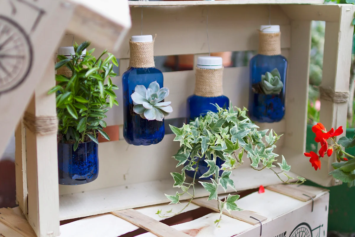 succulent bottles