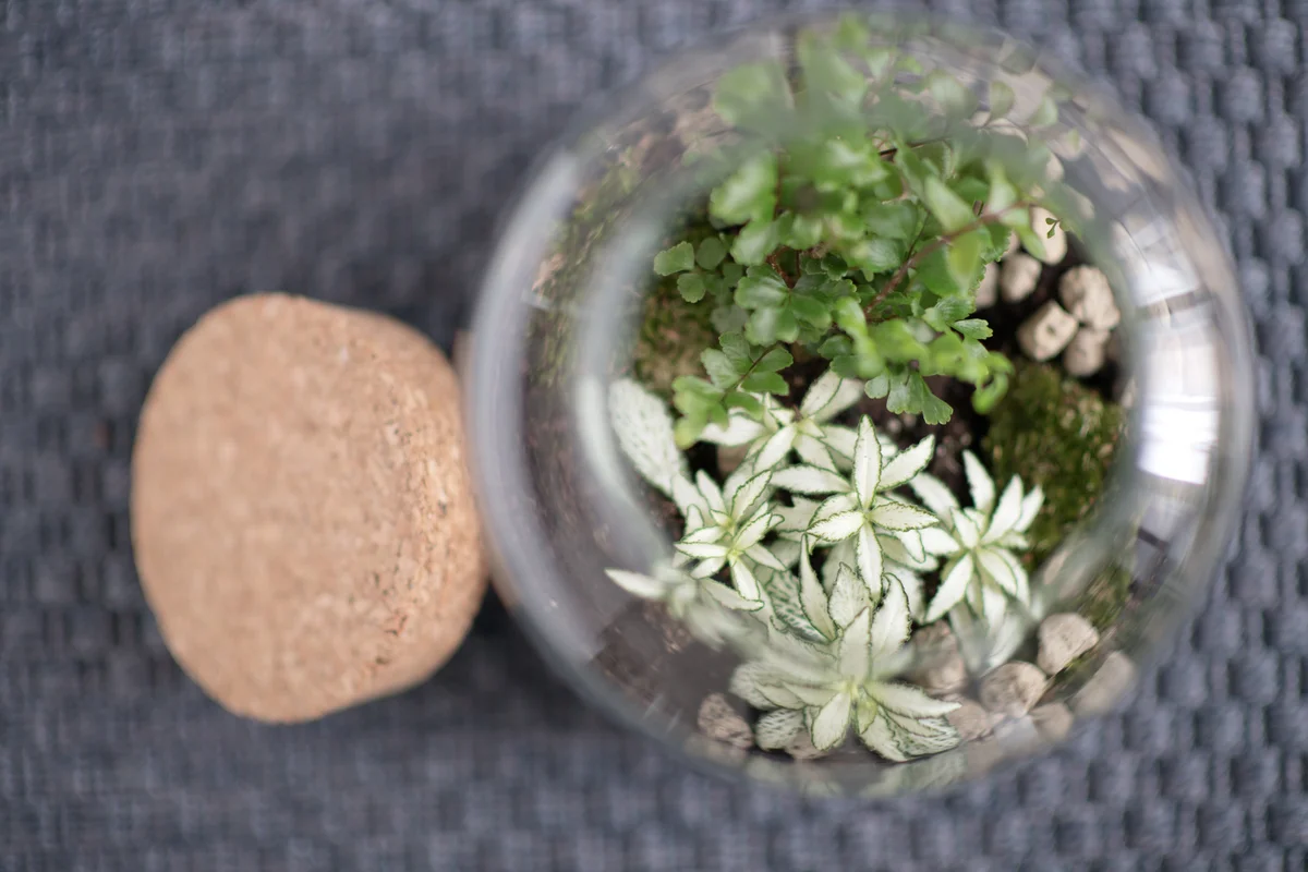 glass bottle with succulents