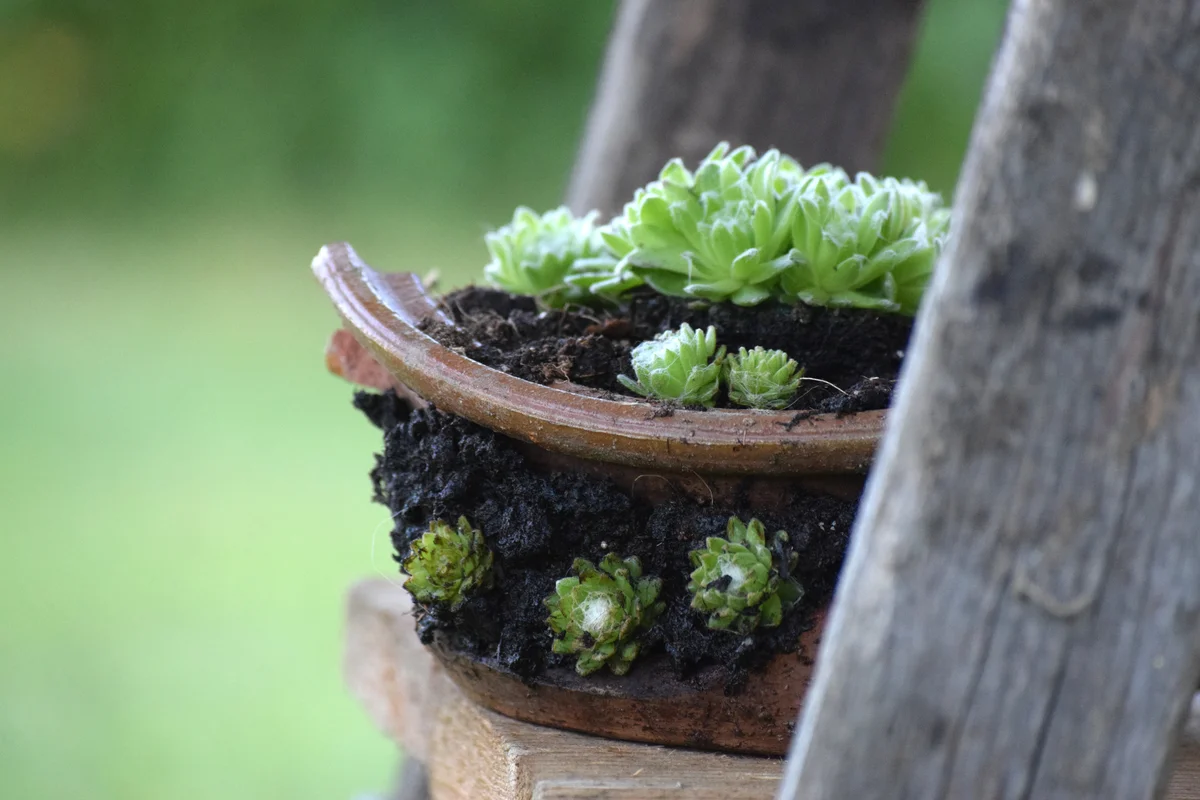 cracked pot with succulents