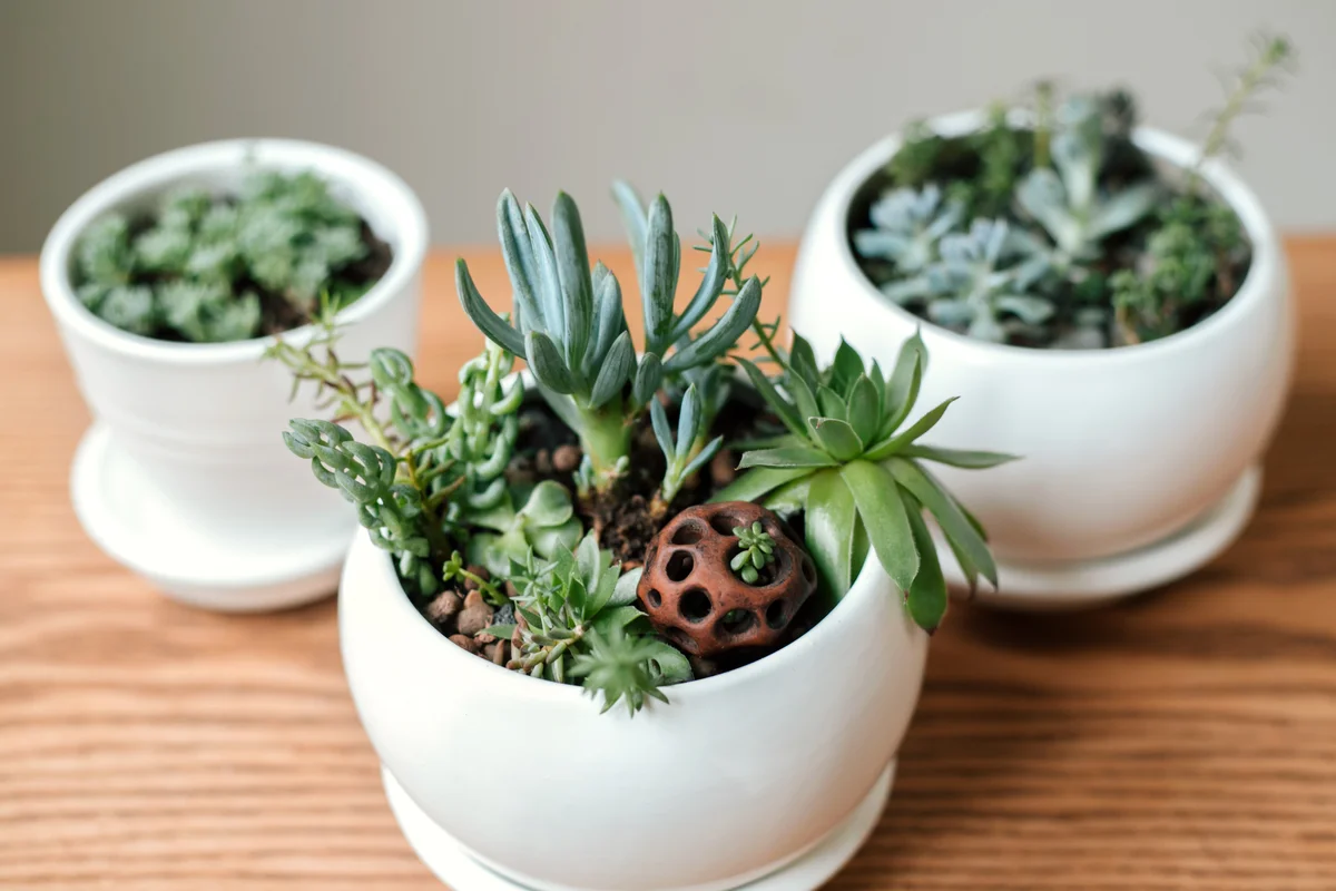 simple fairy garden