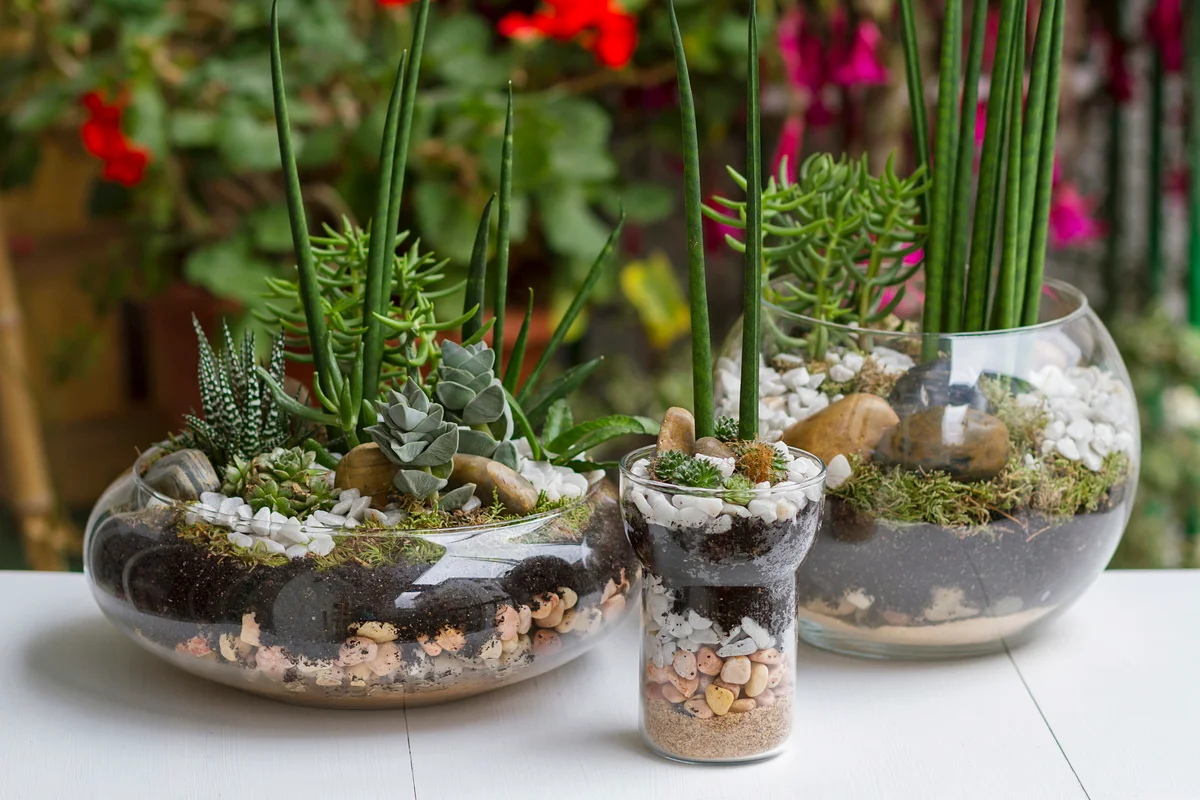 layered rock succulent garden