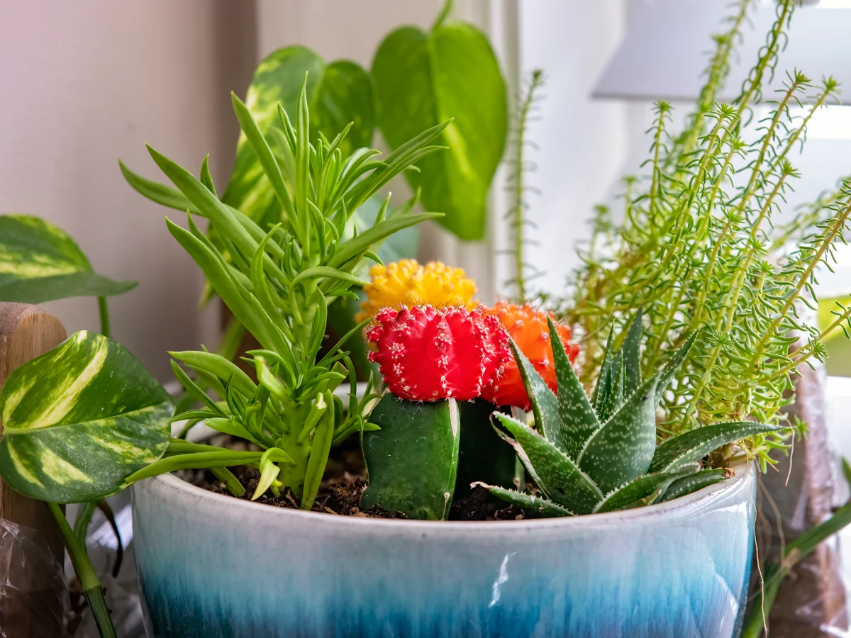 colorful succulents