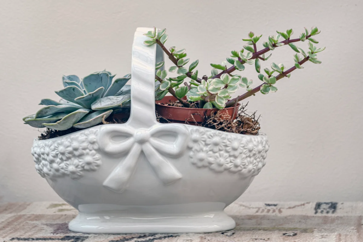 white china basket with succulents