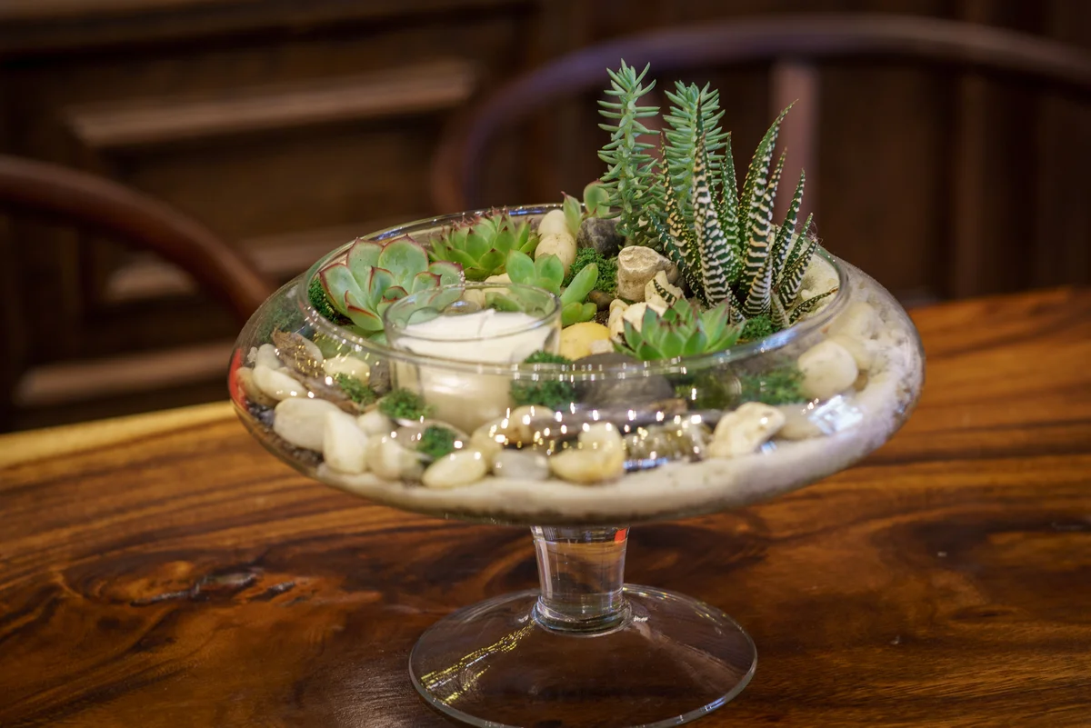 succulents with a candle