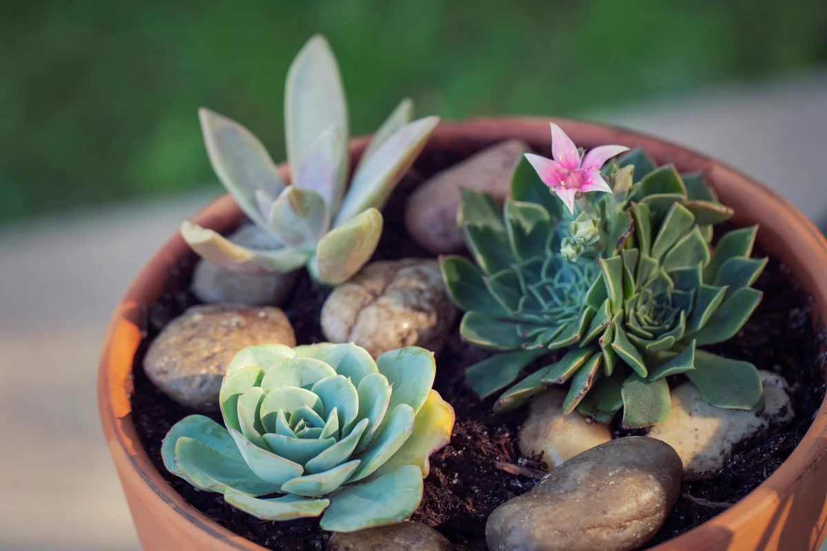 succulent with rocks
