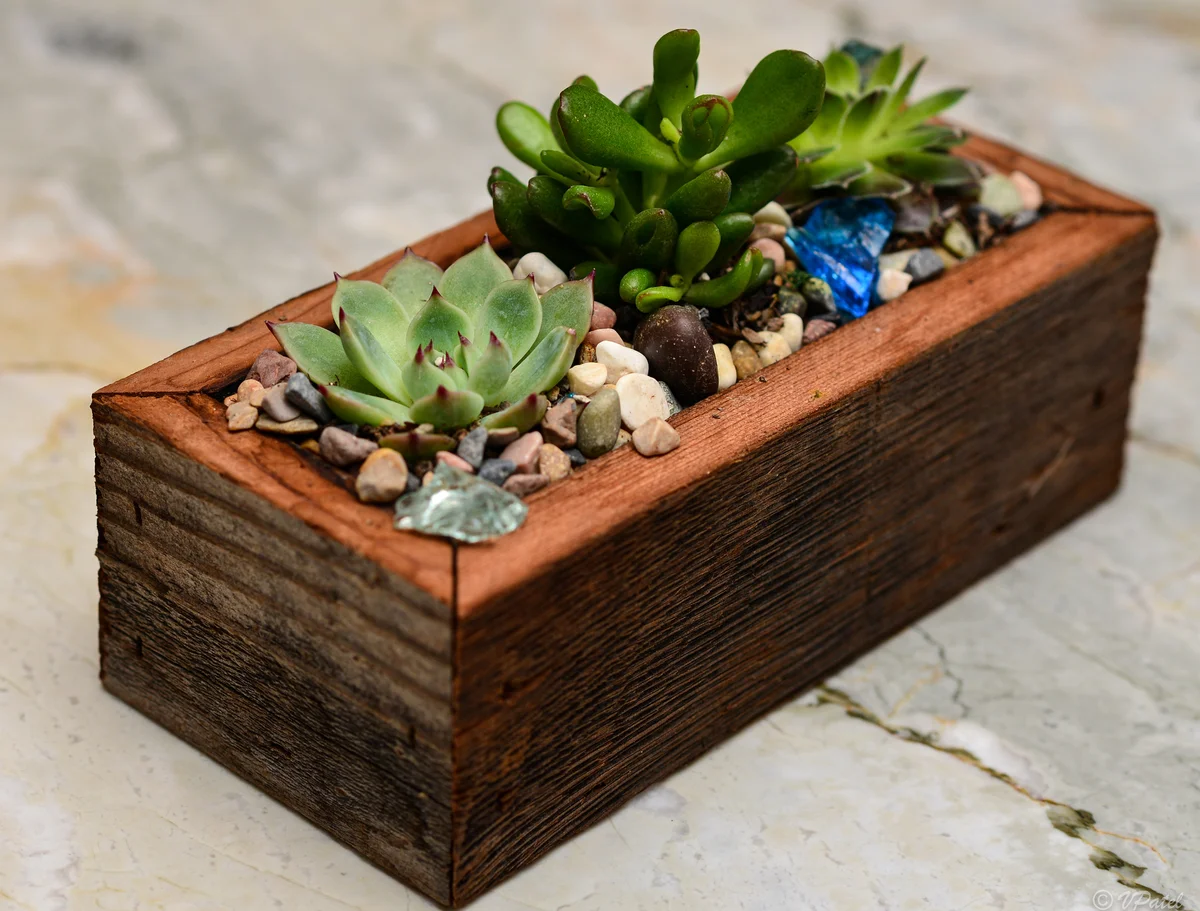 rectangle planter with succulents