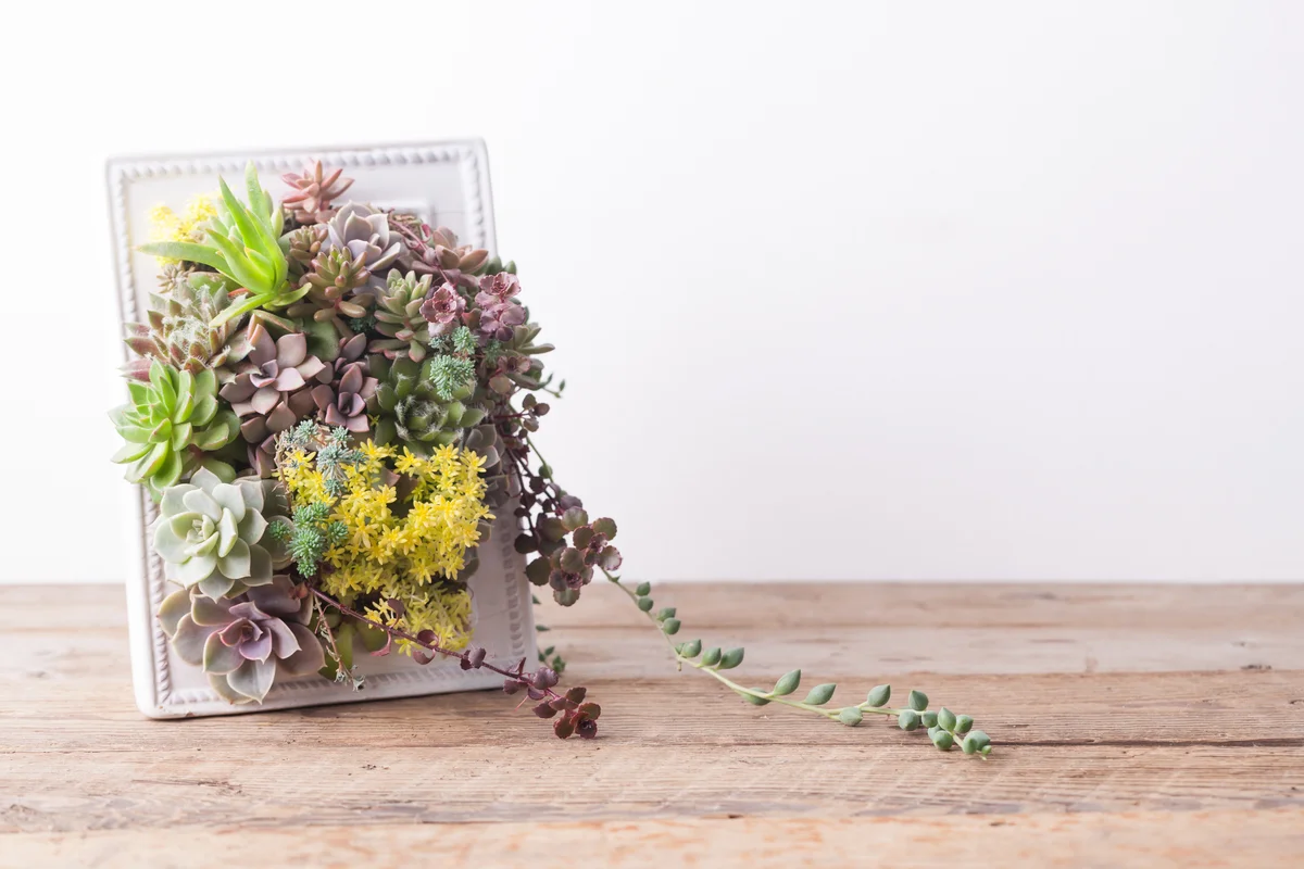 frame succulents
