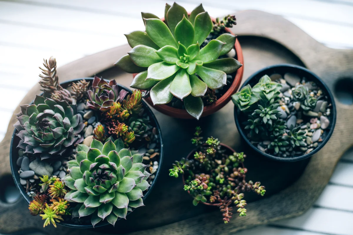 grouping of succulents