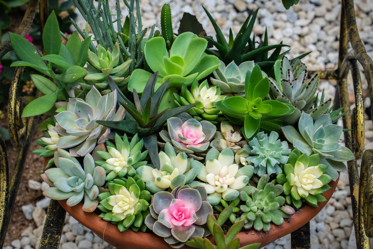 different colors of succulents