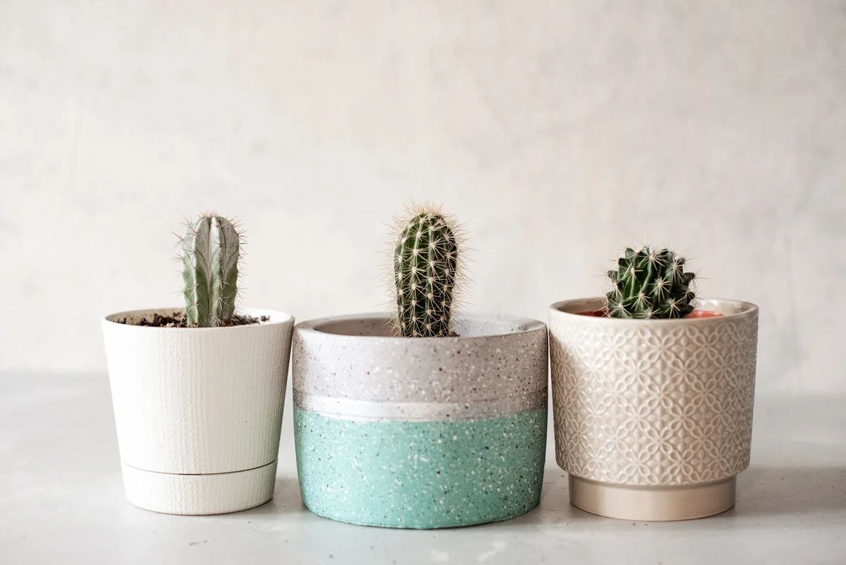 3 potted cactus