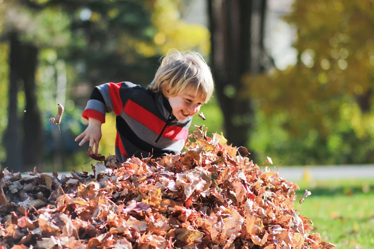 Young boy jumps into large pile of maple leaves