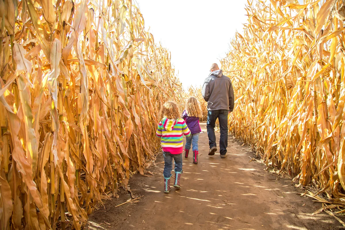 Two Girls and Dad Walking Through Autumn Corn Maze
