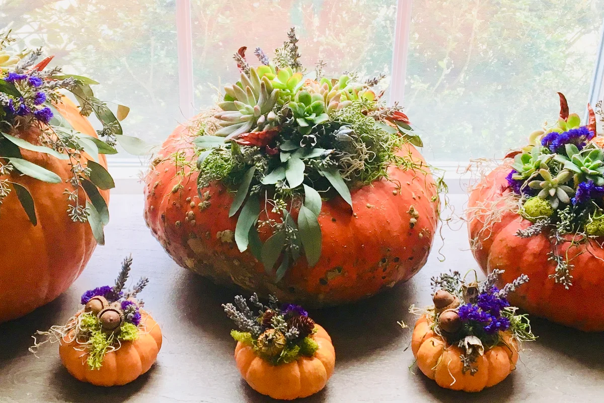 Pumpkins decorated with succulents