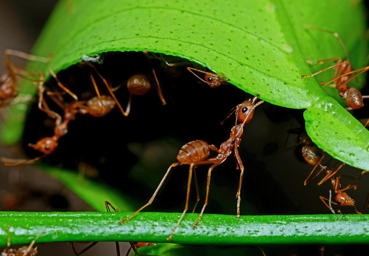 closeup of garden ants