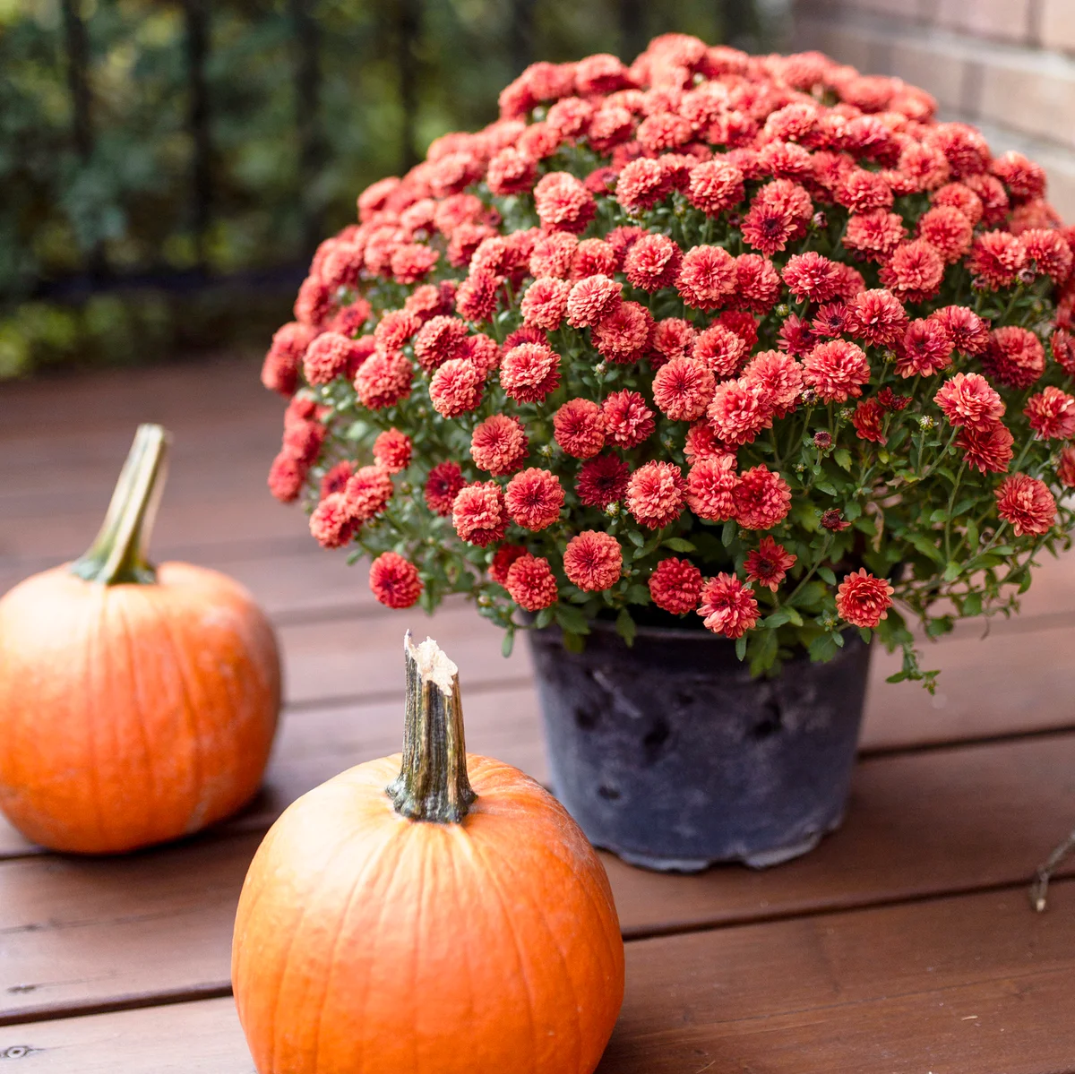 Pumpkins and chrysanthemums on a porch