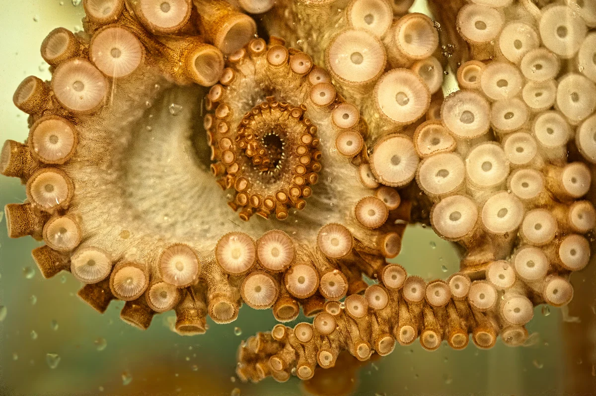 Giant Octopus Monterey Bay Aquarium