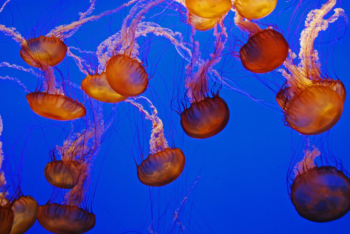 Jellyfish Monterey Bay Aquarium