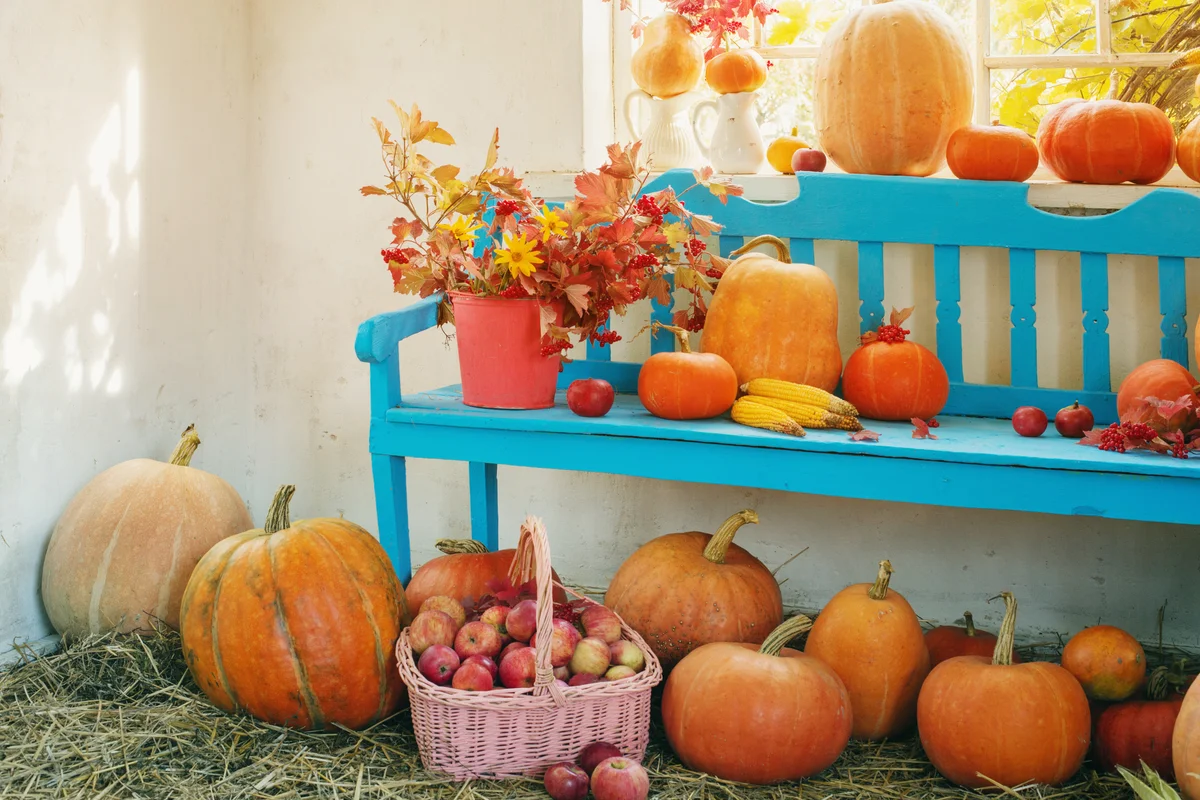 Pumpkins on blue wooden bench