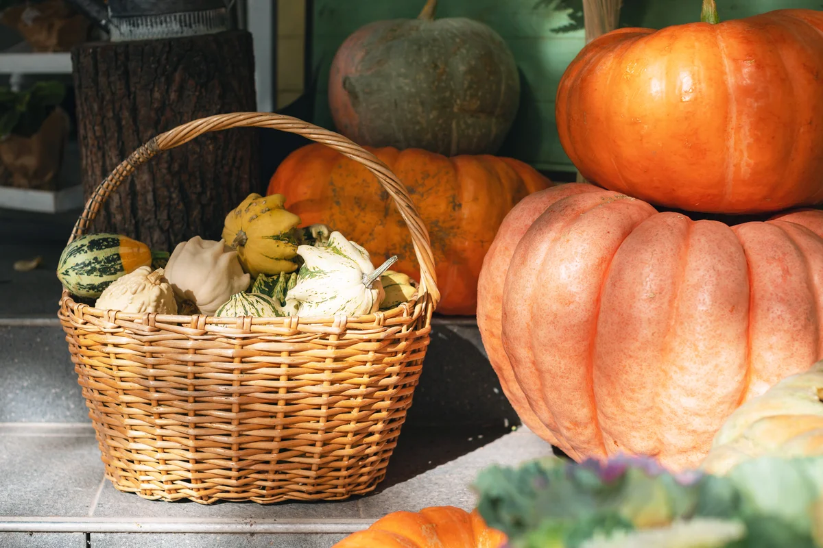 Basket filled with assorted gourds
