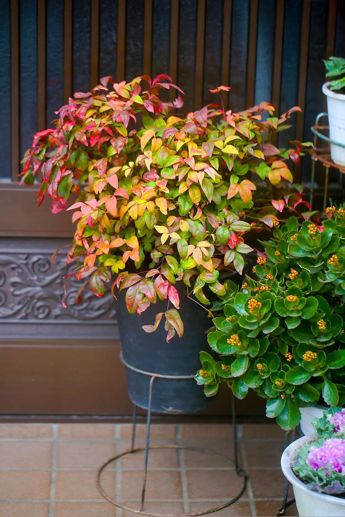 Autumn plant at the entrance of a house