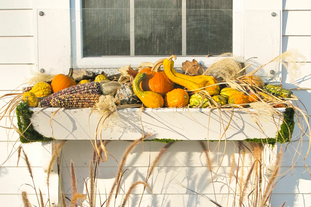 Autumn window box with gourds