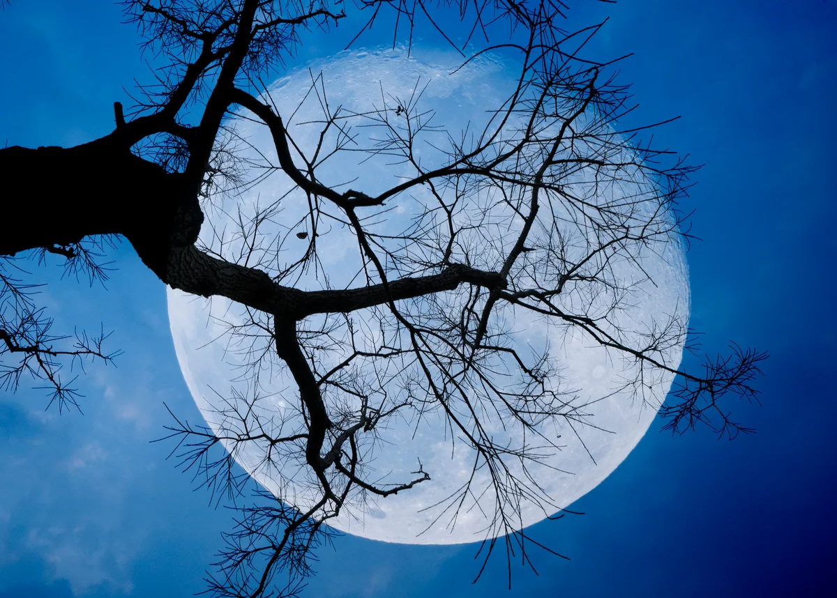 blue moon seen through branches