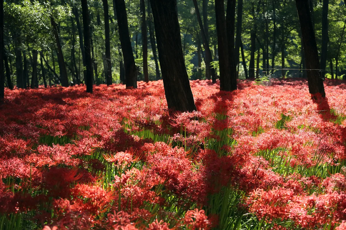 spider lilies in the forest