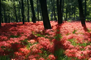 How the Spider Lily Got Its Death Flower Reputation