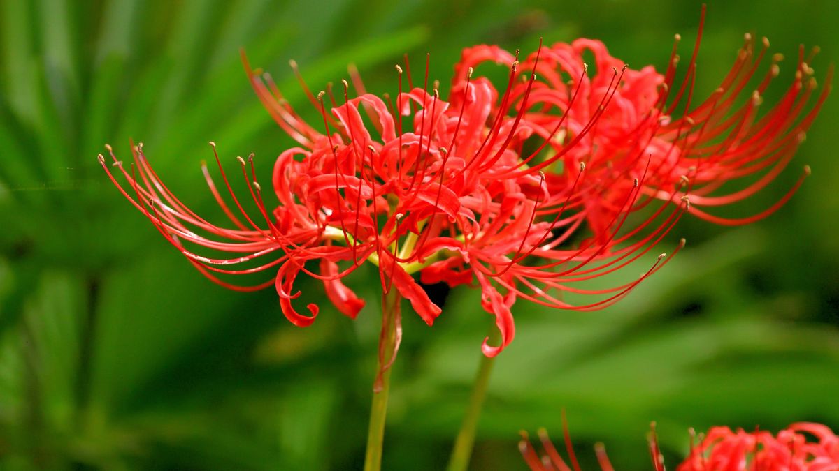 How the Spider Lily Got Its Death Flower Reputation