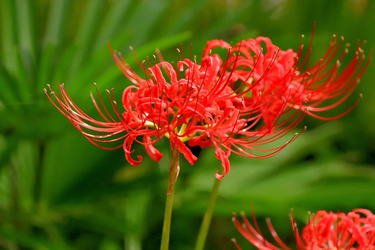 spider lilies closeup