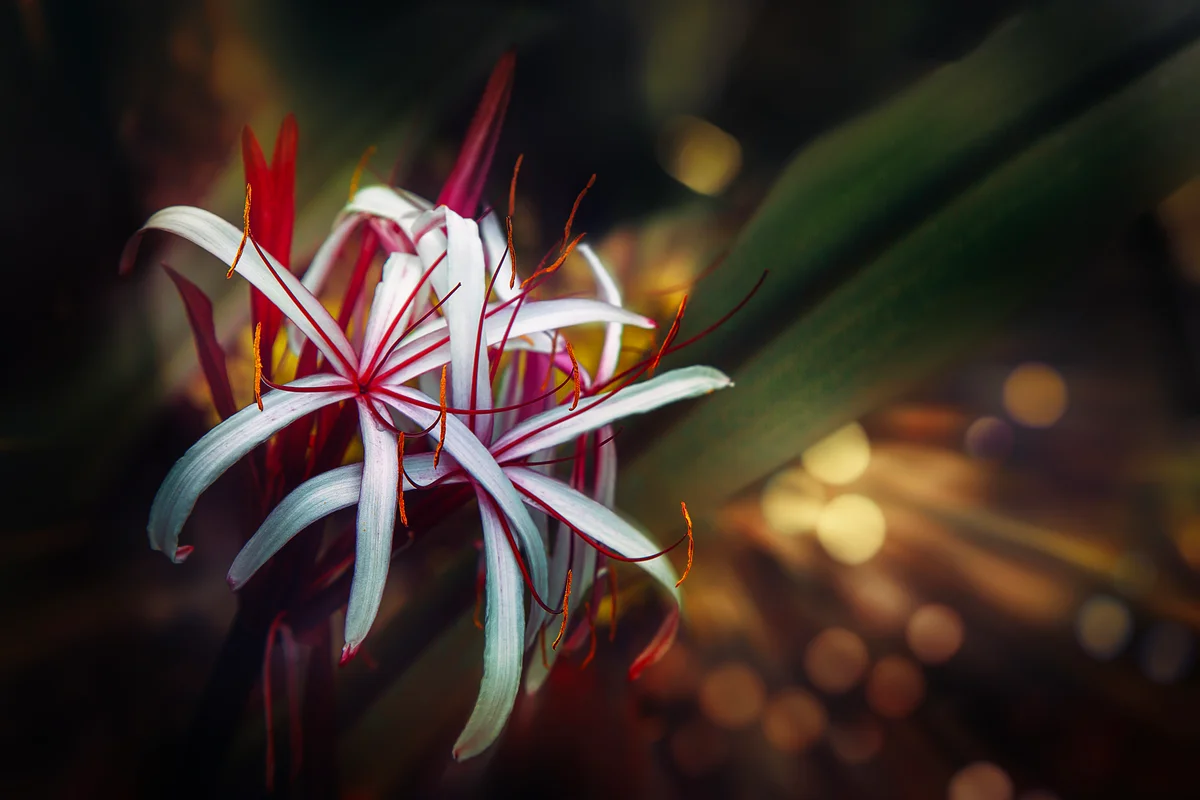 white and red spider lily