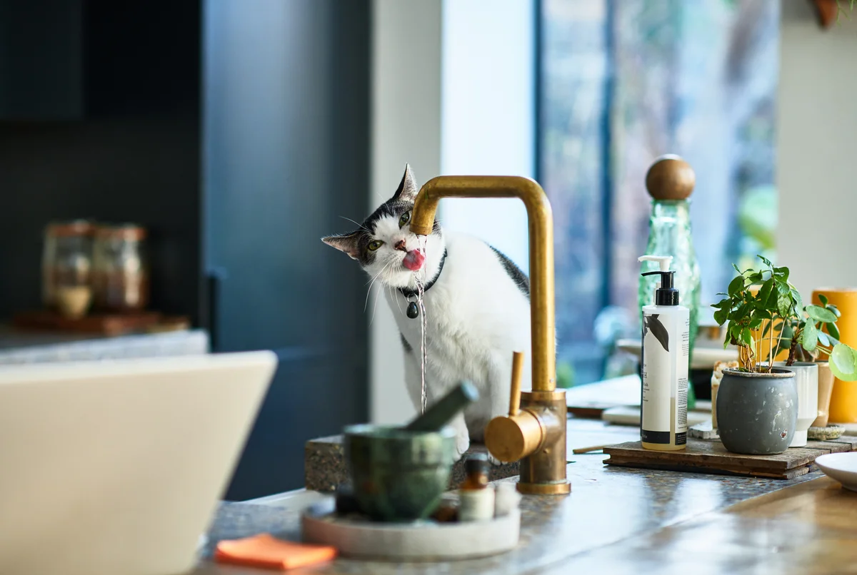 cat drinking from kitchen sink