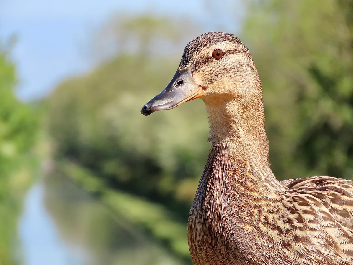 A brown duck