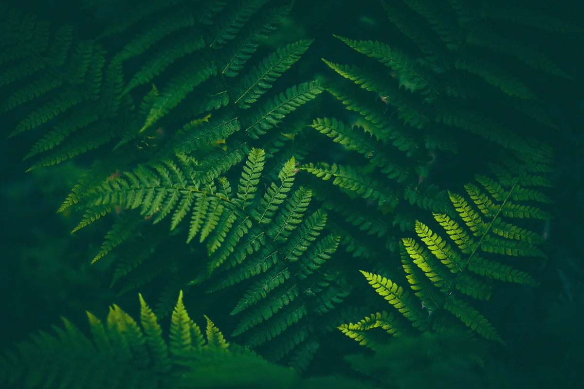 Ominous fern leaves