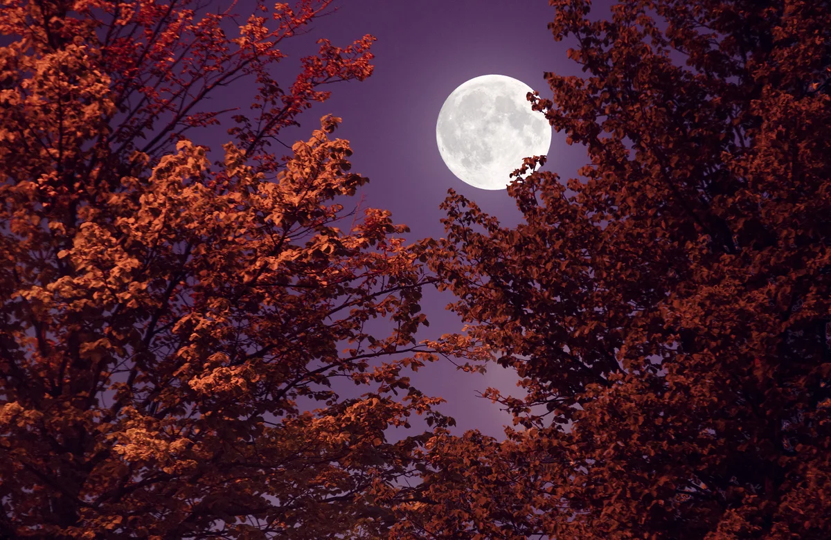 Full moon in autumn leaves