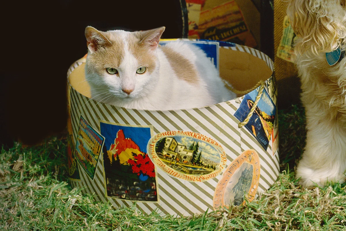 Travel companions; cat and dog by luggage