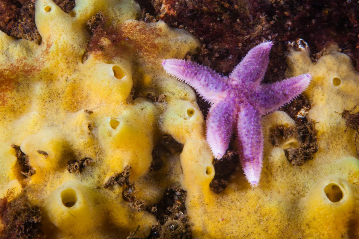 A purple starfish and sea sponge