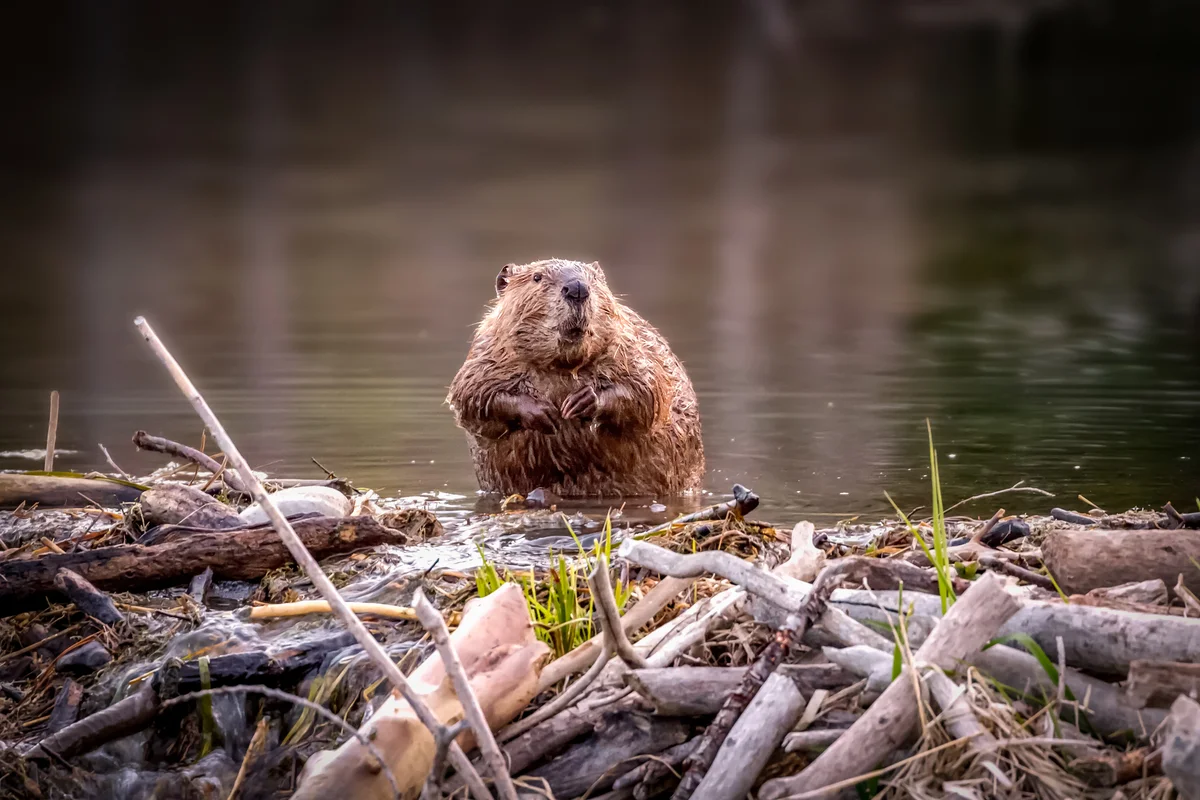 A beaver and its dam