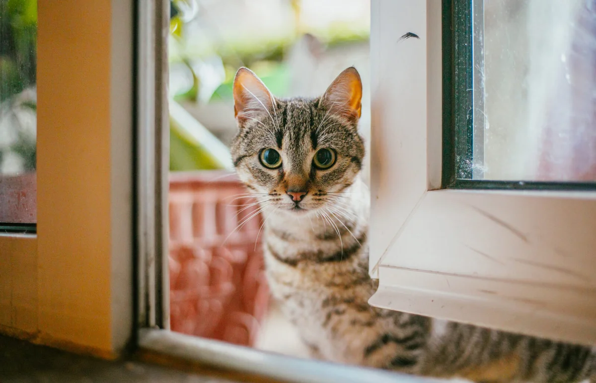 Stray cat portrait