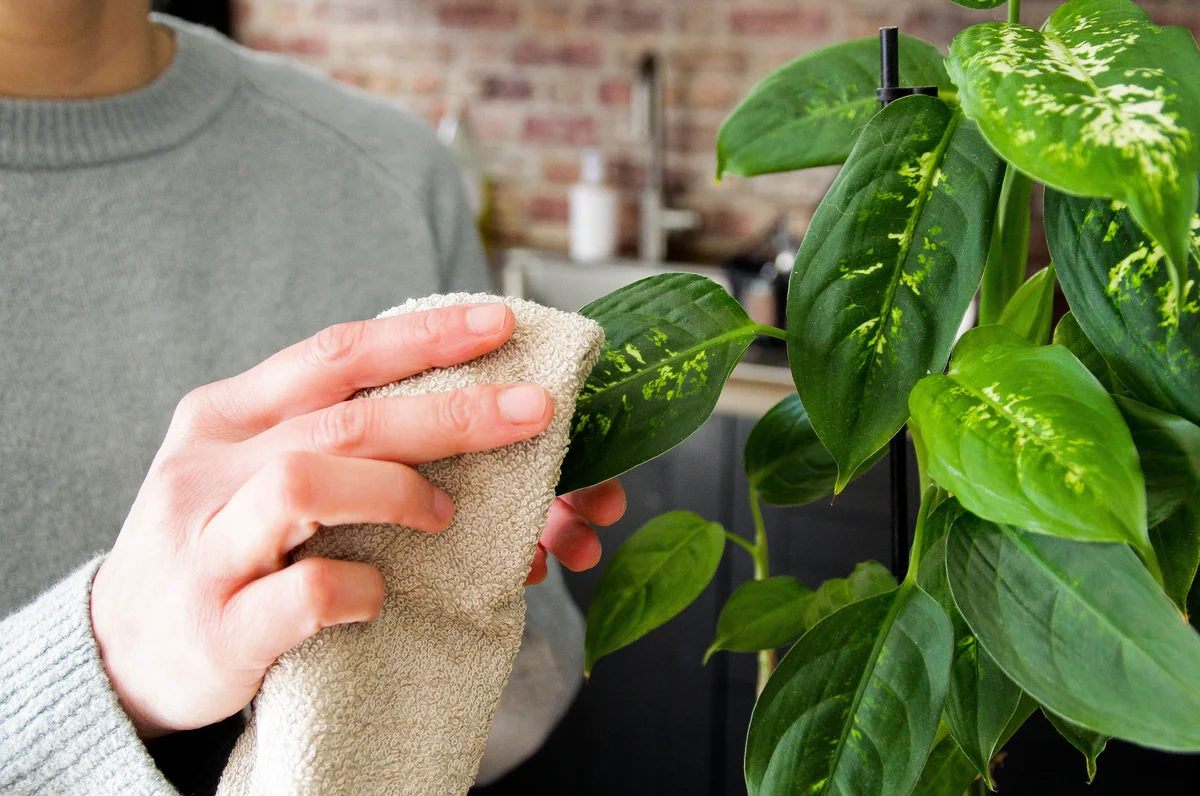 Dusting plant leaves with cloth