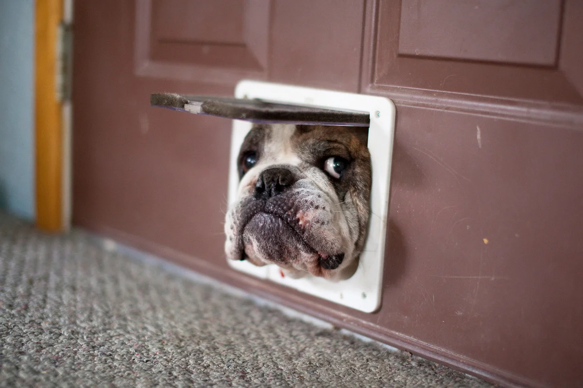 Bulldog trying to get through a cat door