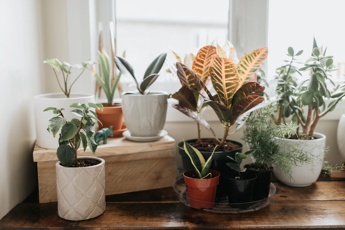 An assortment of indoor houseplants