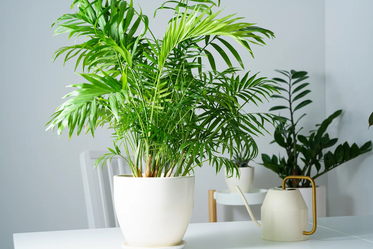 Parlor Palm