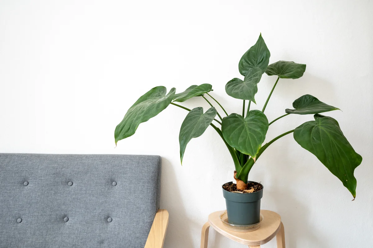 A philodendron next to a couch