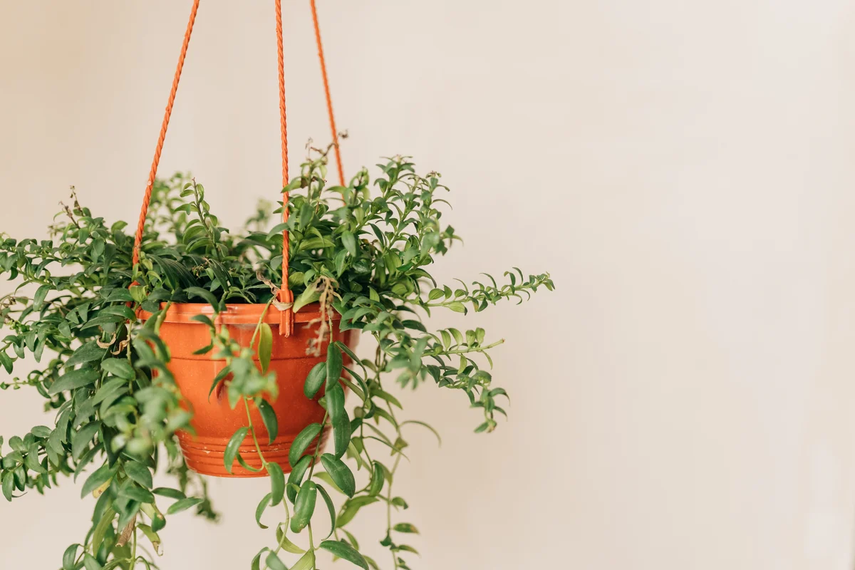 Hanging English ivy in orange pot