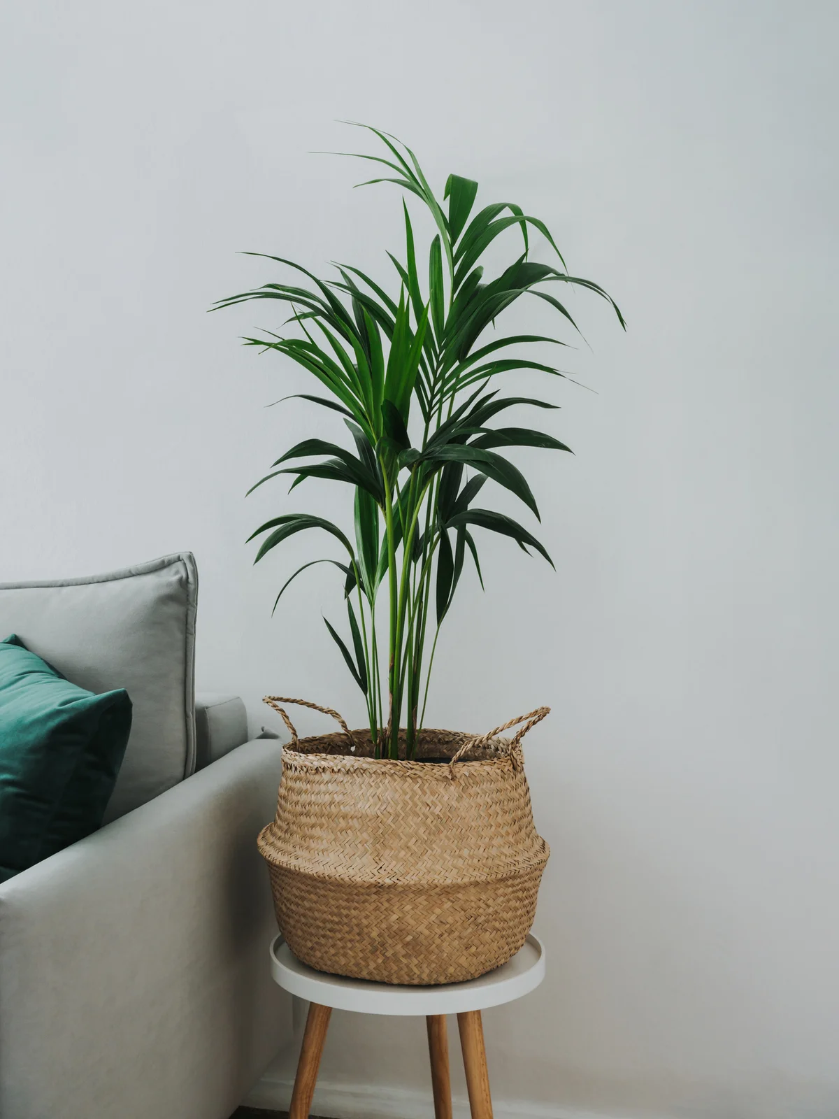 A kentia palm