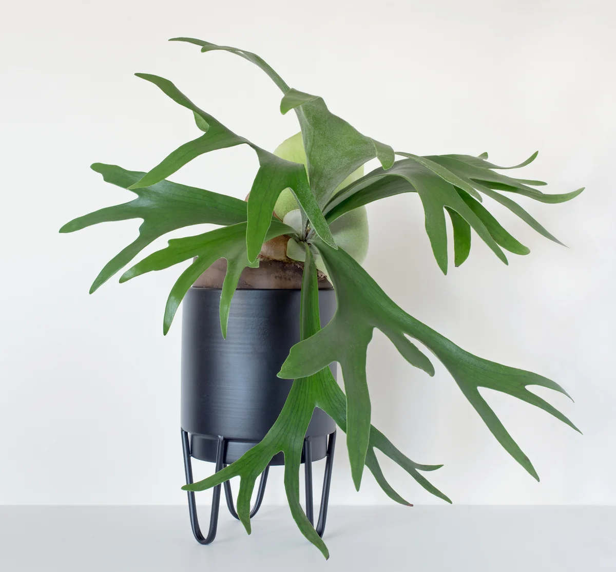 staghorn fern