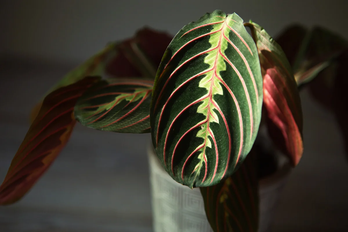 Prayer plant up close